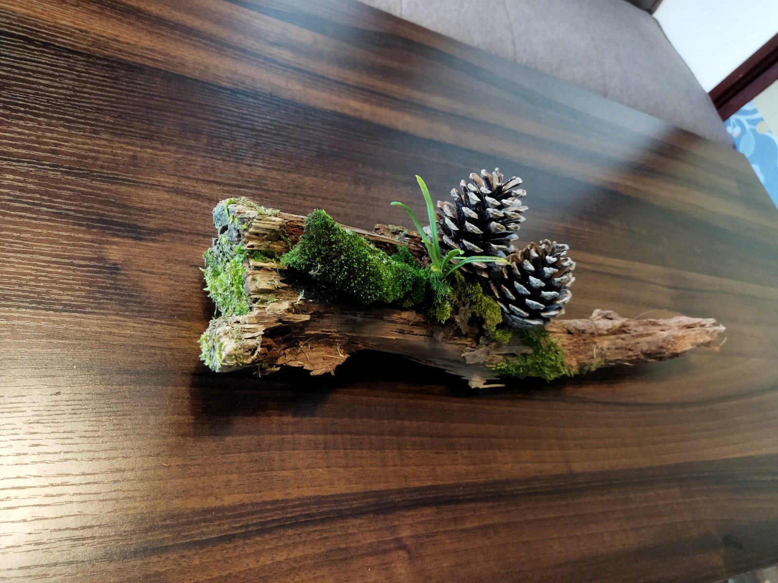 Decaying log with moss colonies and pine cones