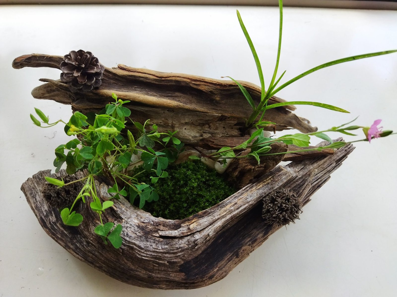 Driftwood hollow vignette with moss and wildflowers