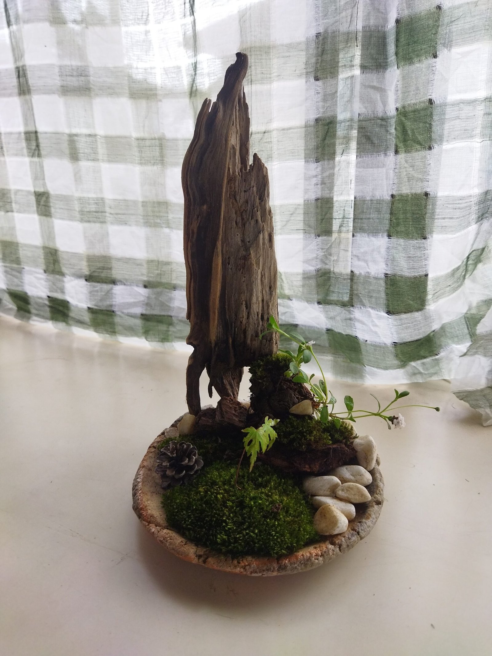 Tall driftwood standing in moss dish with river pebbles