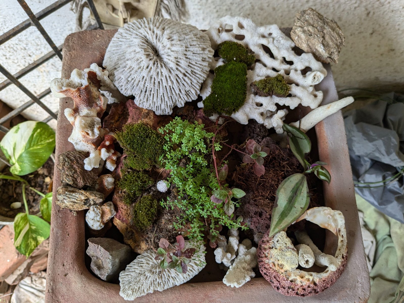 Coral skeletons and moss in terracotta tray